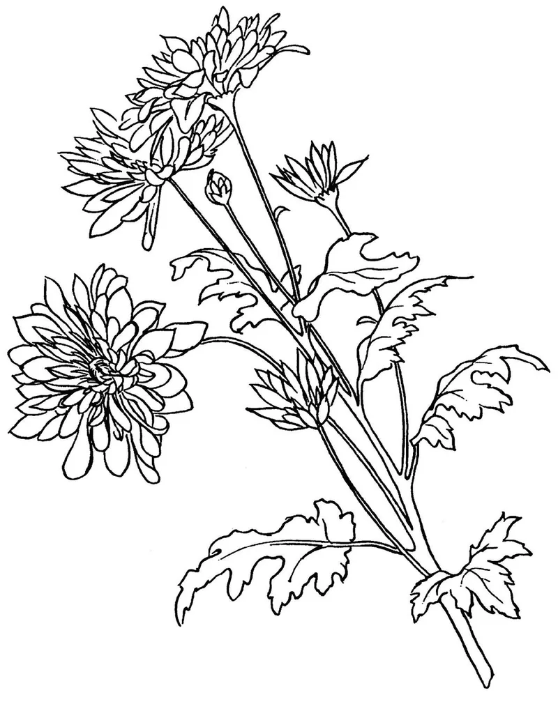 Thỏa sức sáng tạo với tô màu hoa cúc đẹp