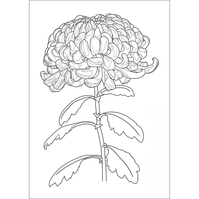 Khám phá miễn phí tô màu hoa cúc free cho bé