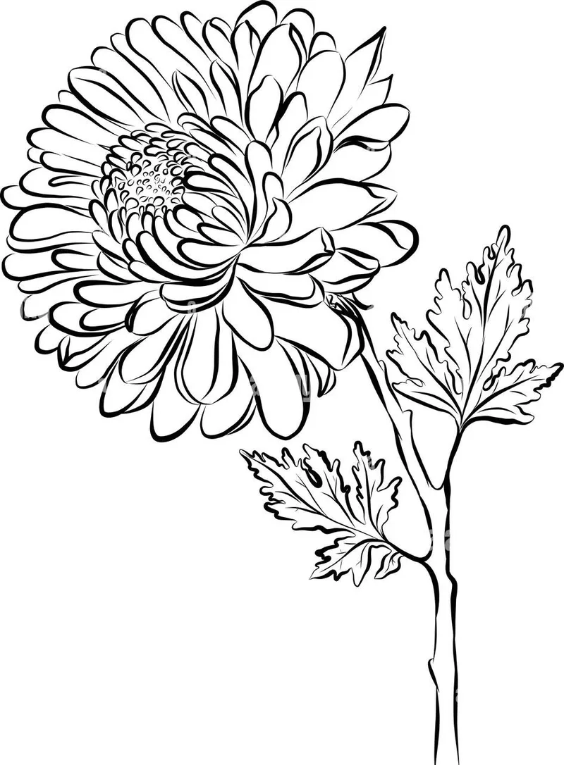 Khám phá sắc màu với tô màu hoa cúc đẹp nhất