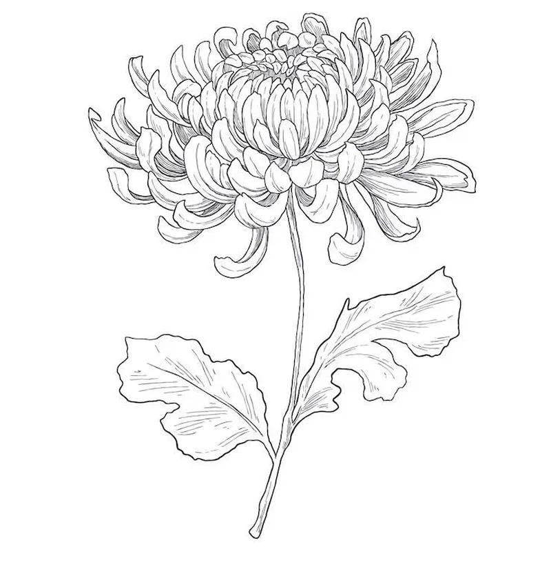 Thỏa sức tô vẽ hình tô màu hoa cúc