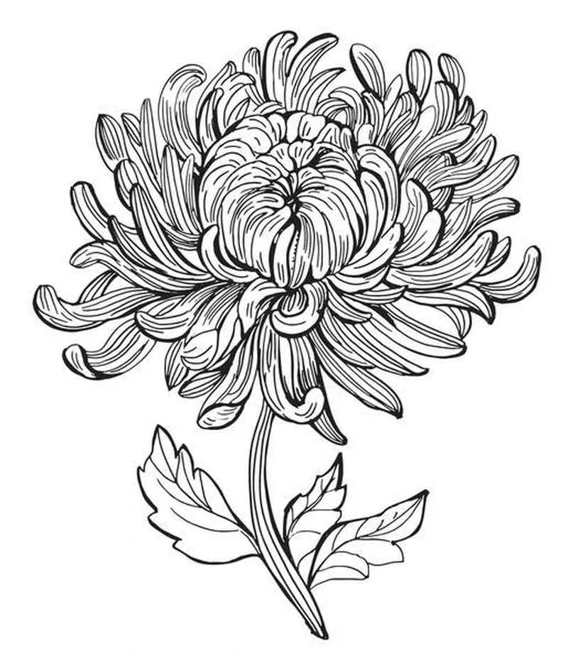 Tranh in sẵn dễ tô với tranh tô màu hoa cúc in sẵn