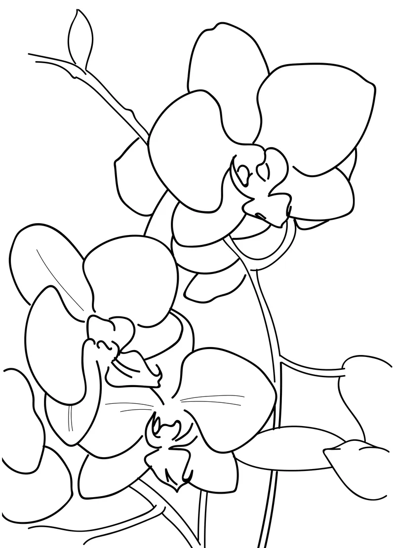 In tiện lợi cùng tô màu hoa lan dễ in