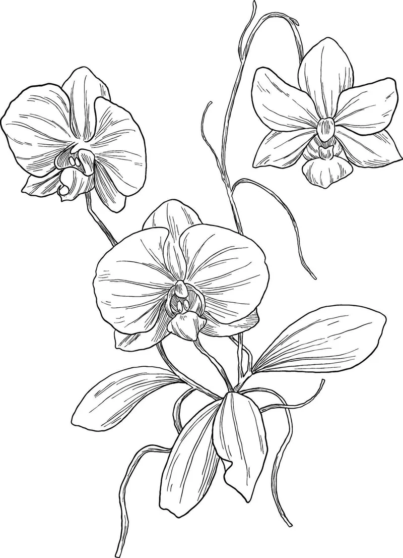 Khám phá sắc màu với tranh tô màu hoa lan đẹp