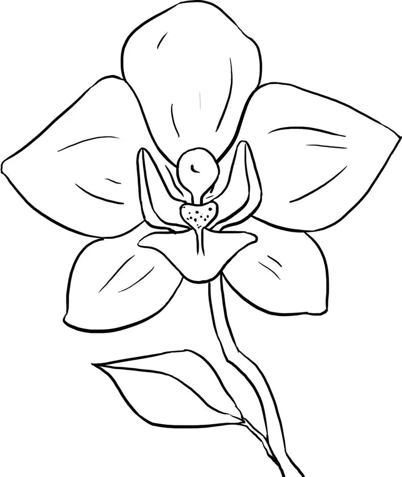 Tô màu hoa lan là gì và điều khiến bé yêu thích