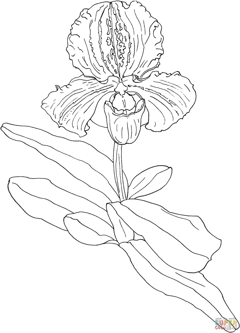 Tải về ngay tải tranh tô màu hoa lan cho bé học