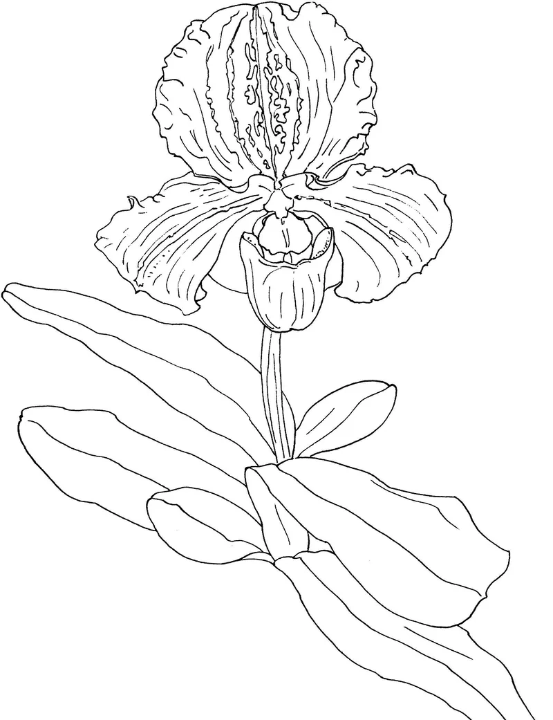 Vui học cùng tranh vẽ hoa lan tô màu