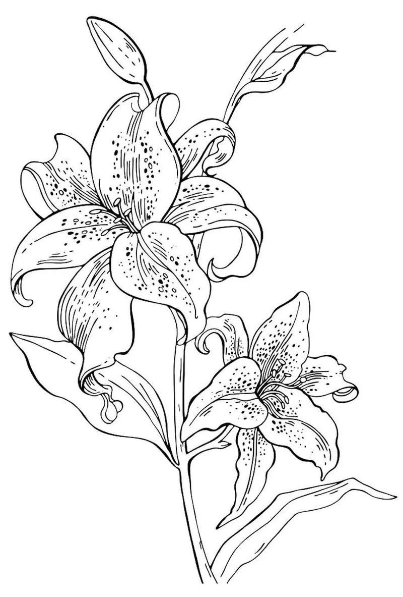 Khám phá tô màu hoa ly đẹp cho bé sáng tạo