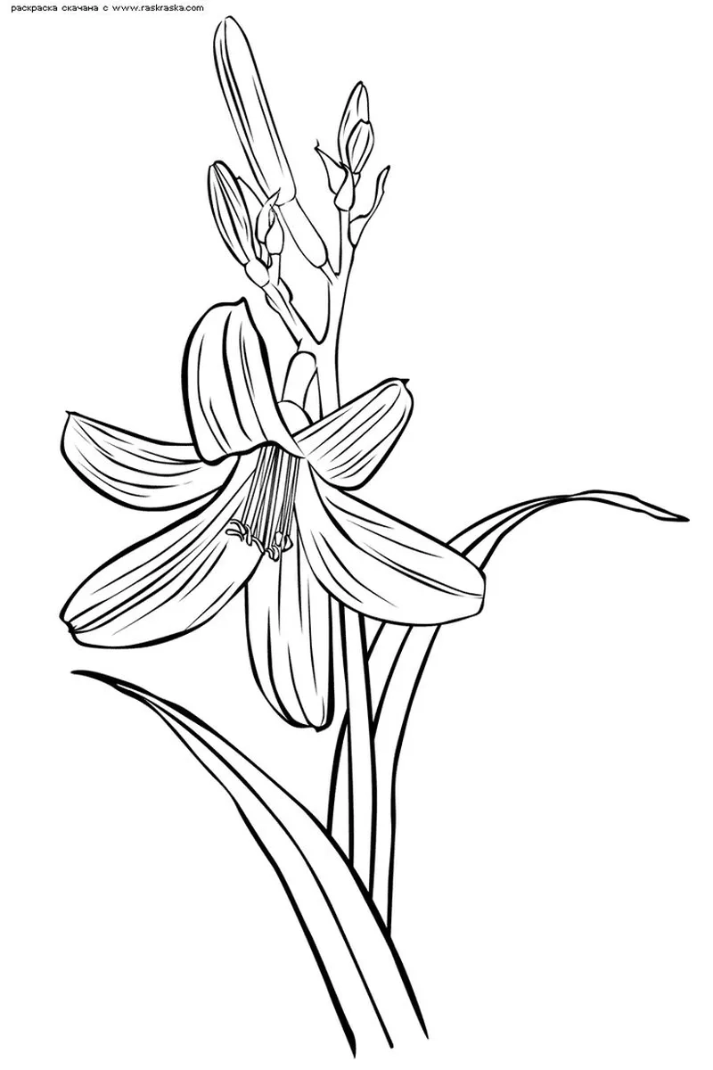 Trắng đen sinh động với tô màu hoa ly đen trắng