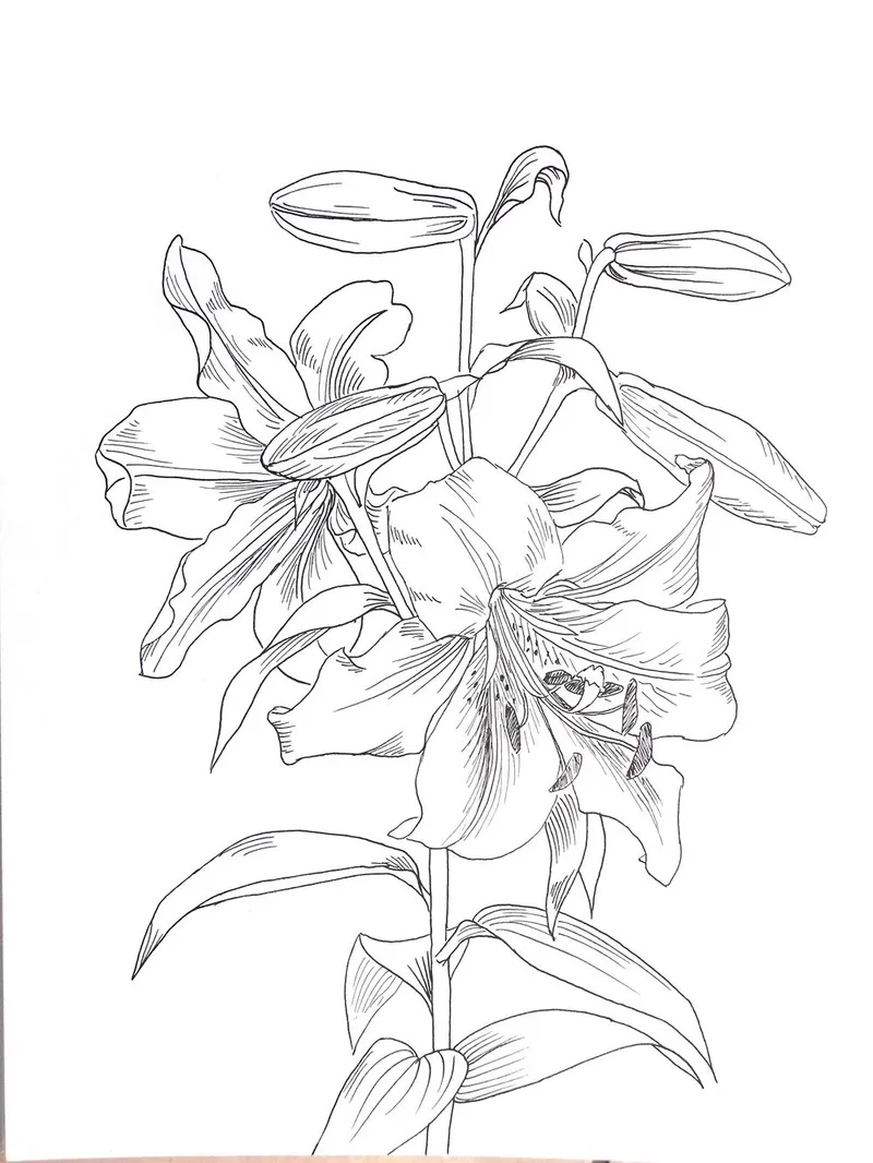 Trẻ em yêu thích tô màu hoa ly thiếu nhi