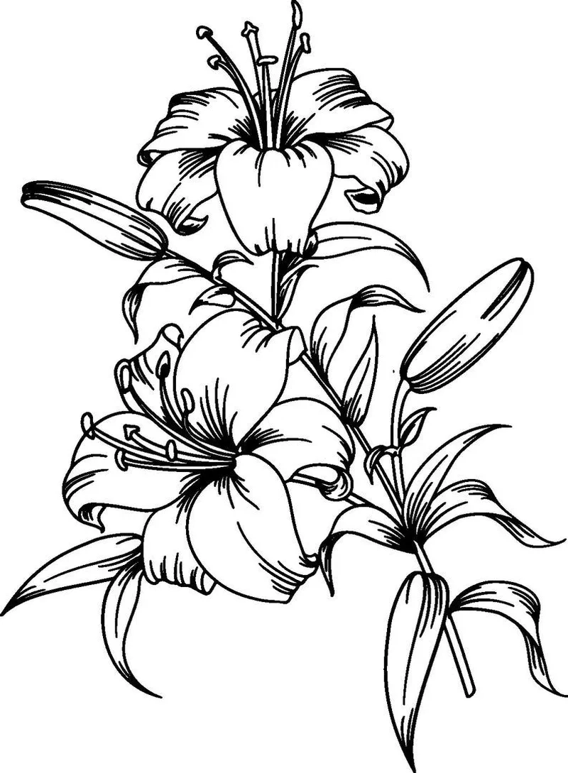 Trang trí đẹp mắt cùng tô màu hoa ly trang trí