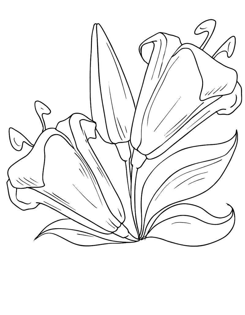 Khám phá tô màu hoa ly free mọi lúc mọi nơi