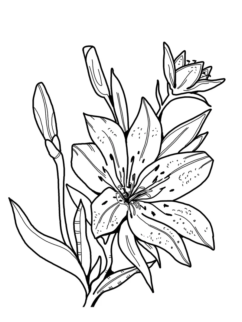 Thỏa sức sáng tạo với mẫu hoa ly tô màu