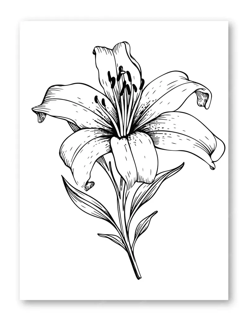 Chuẩn A4 với tranh tô màu hoa ly a4 đẹp