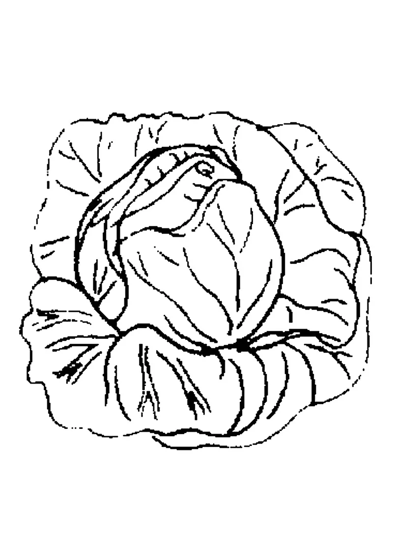 Bộ sưu tập tranh tô màu cây bắp cải