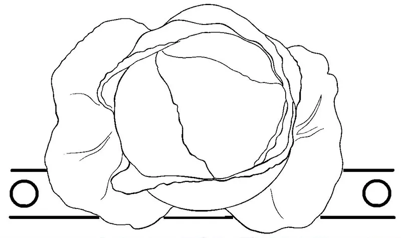 Tranh tô màu cây bắp cải dễ