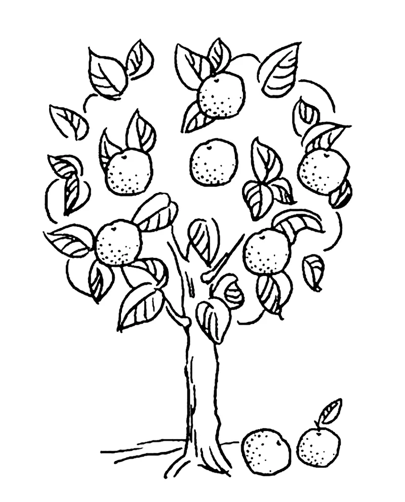 Chiêm ngưỡng tranh tô màu quả cam đẹp