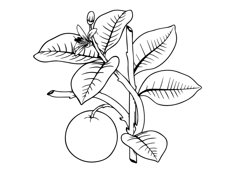 Tranh tô màu quả cam dễ thương cho bé