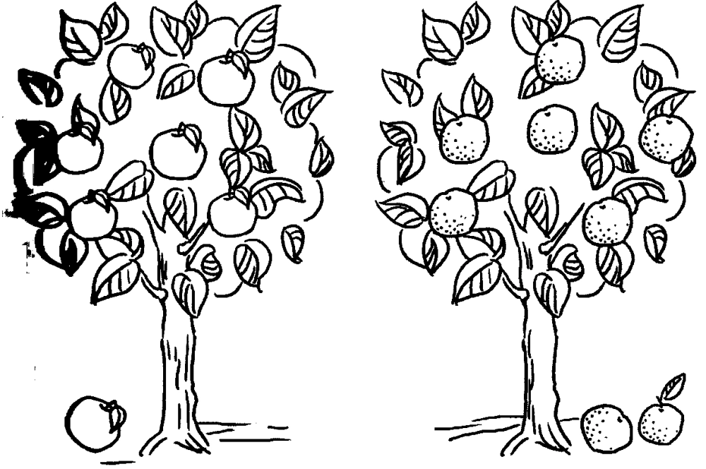 Tranh tô màu quả cam tập tô