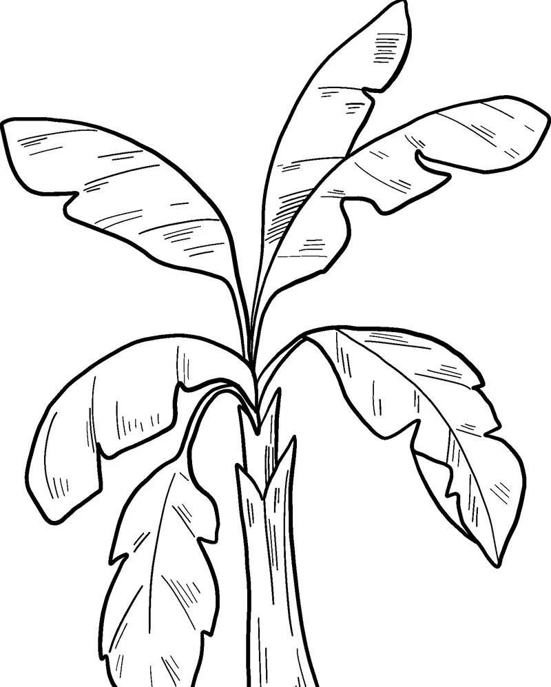 Chiêm ngưỡng tranh tô màu cây chuối đẹp