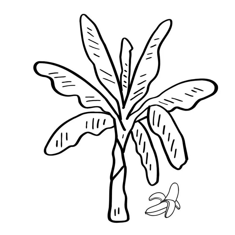 Tranh tô màu cây chuối có quả