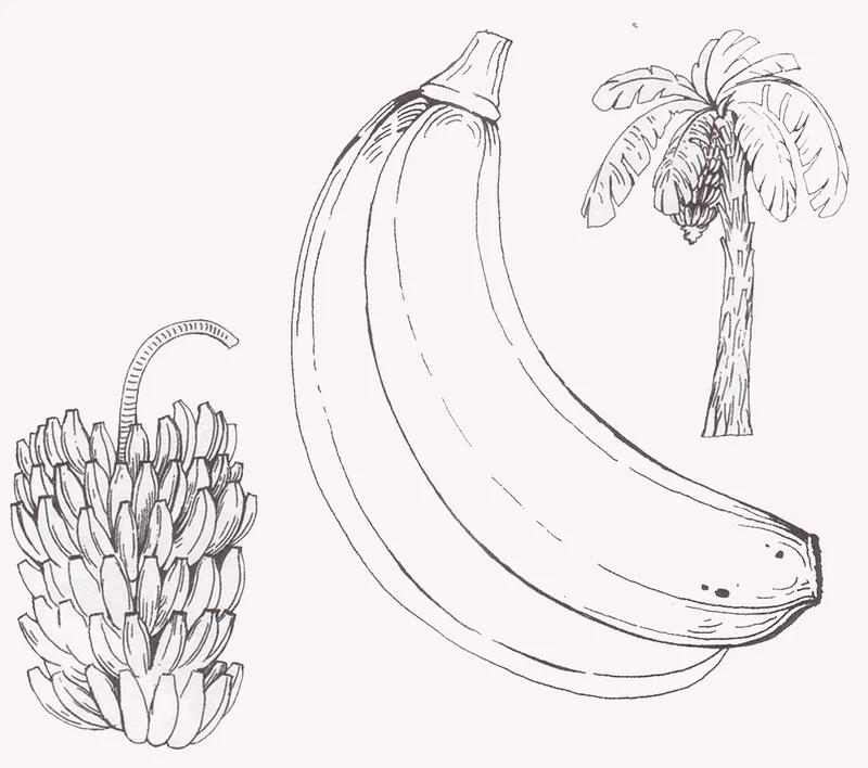 Tranh tô màu cây chuối tập tô