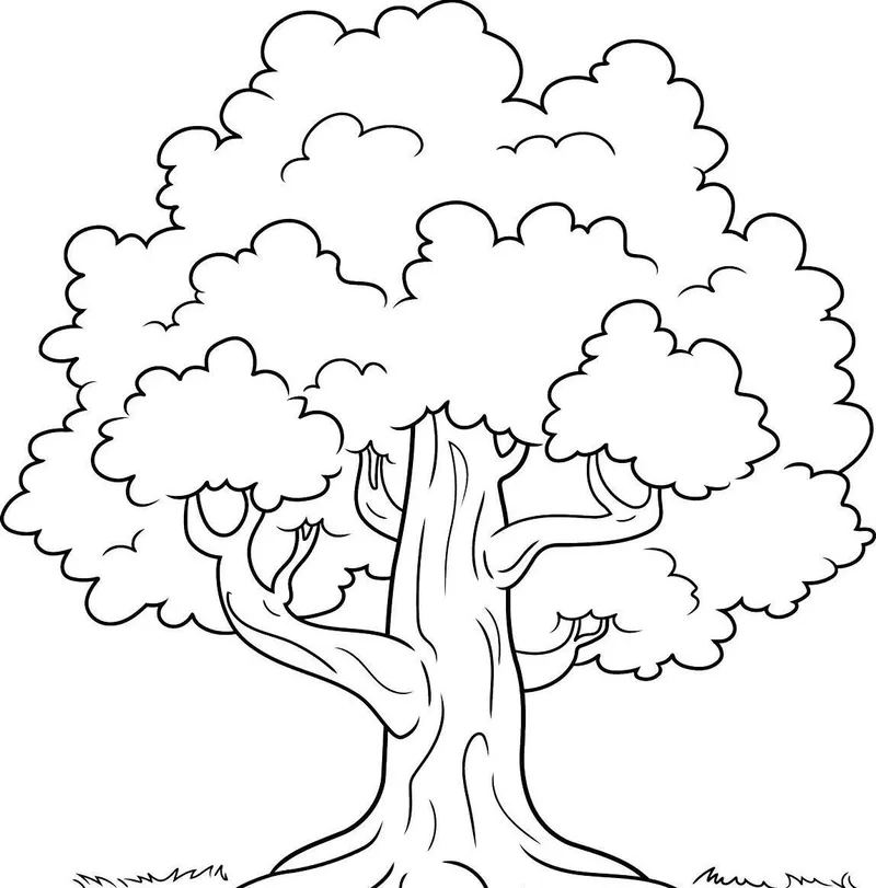 Tranh tô màu cây cổ thụ to ấn tượng