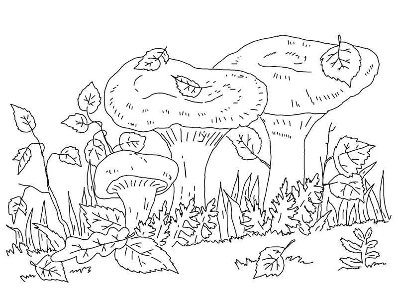 Hình vẽ tô màu cây nấm