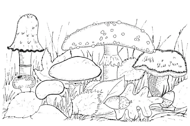 Tranh tô màu cây nấm và côn trùng