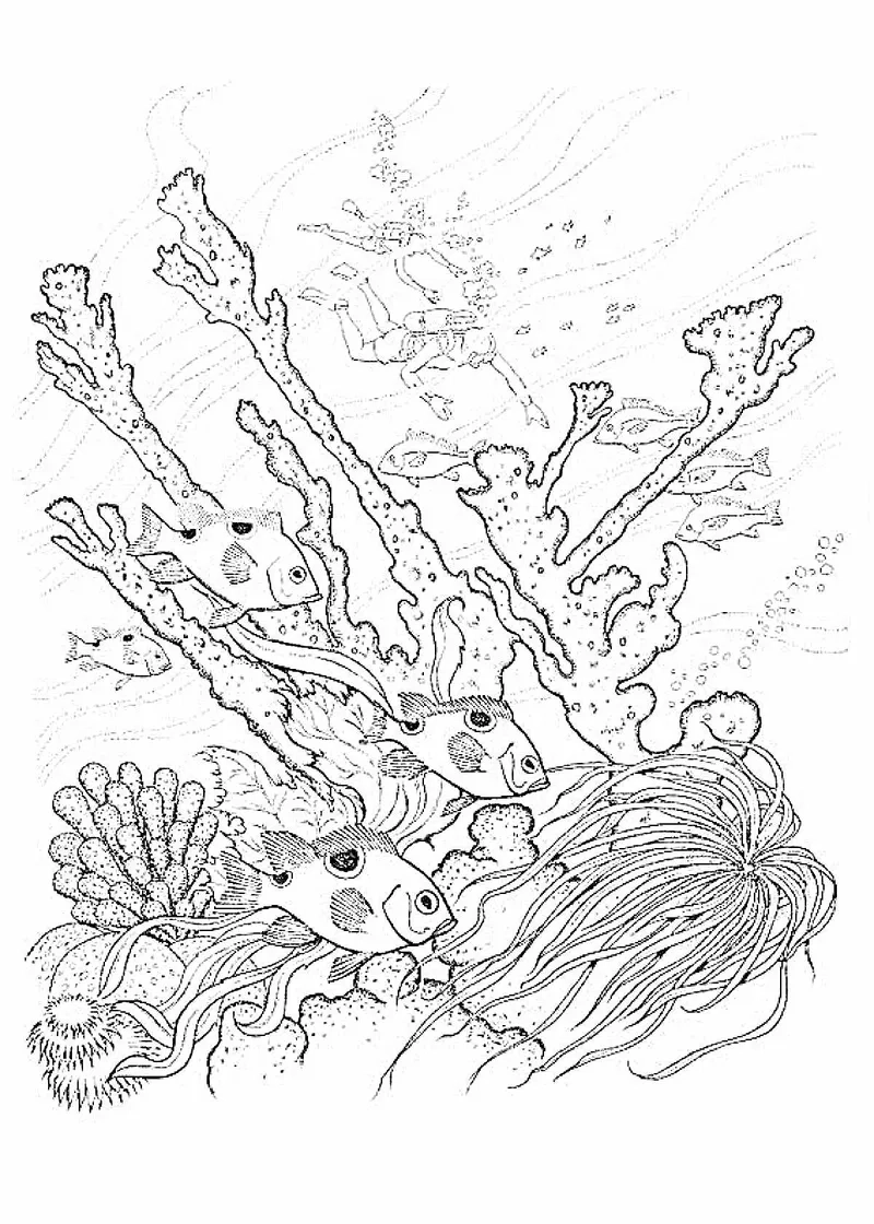 Hỗ trợ in tranh tô màu cây rong biển