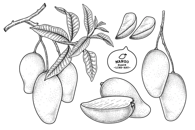 Tranh tô màu cây xoài cho bé