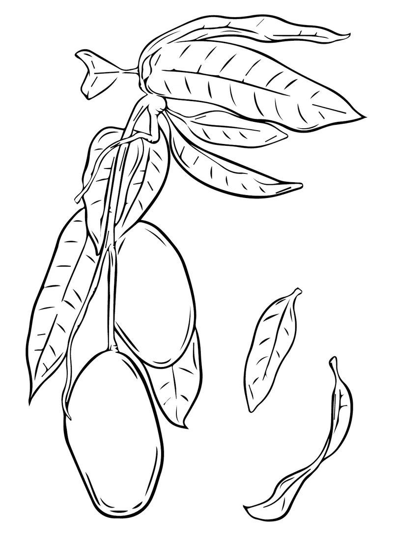 In tranh tô màu cây xoài