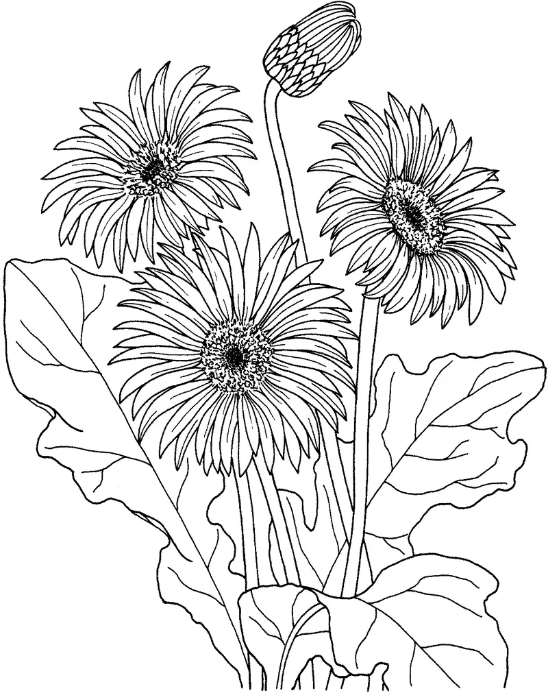 Nghệ thuật rực rỡ cùng tranh tô màu hoa đồng tiền nghệ thuật