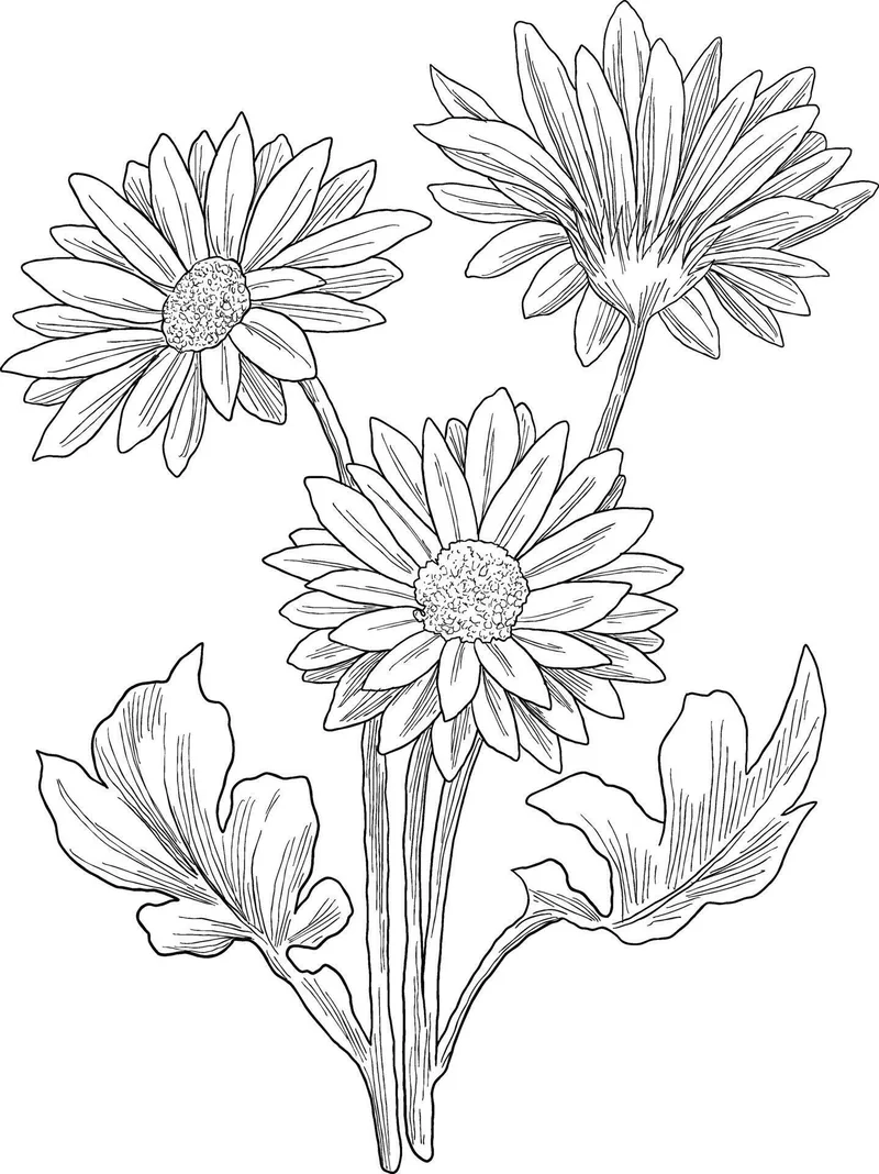 Khám phá miễn phí tranh tô màu hoa đồng tiền free