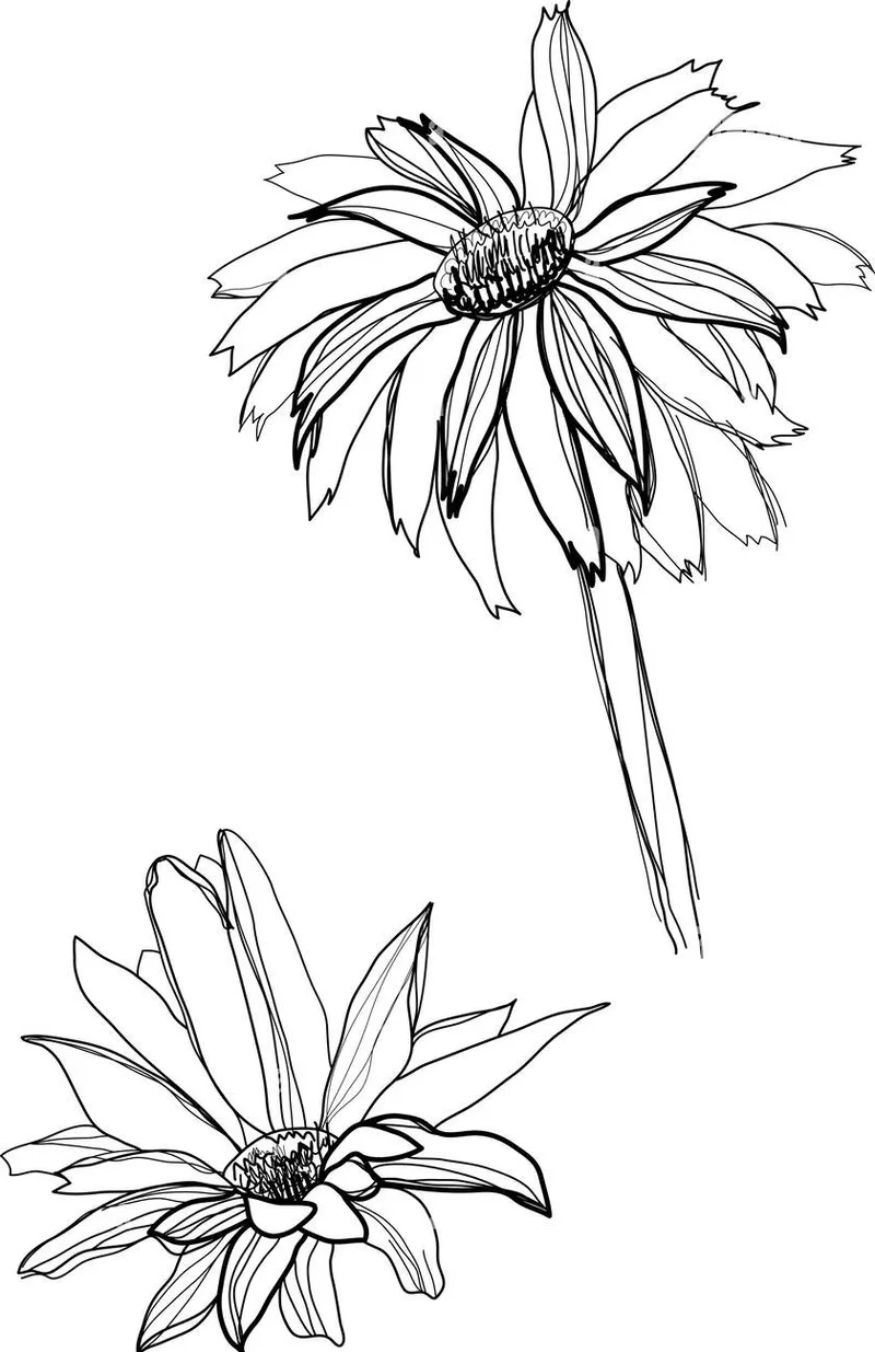 Bé thích mê hình tô màu hoa đồng tiền