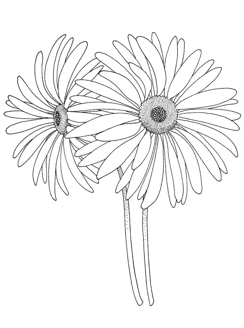 In tiện lợi tô màu hoa đồng tiền a4 cho bé học