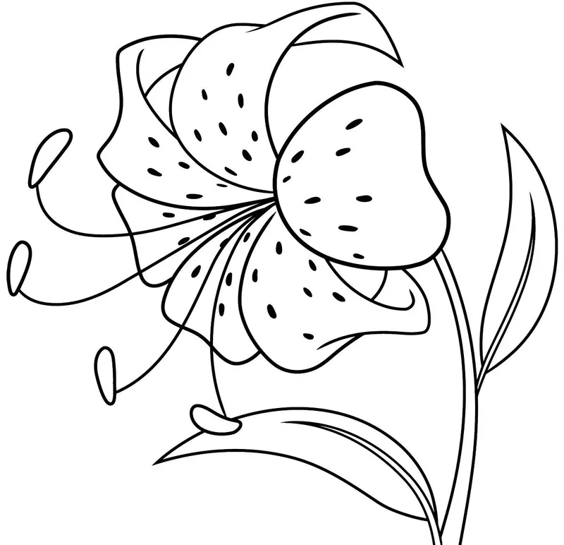 Khám phá sắc trắng tinh khiết với tranh tô màu hoa huệ trắng