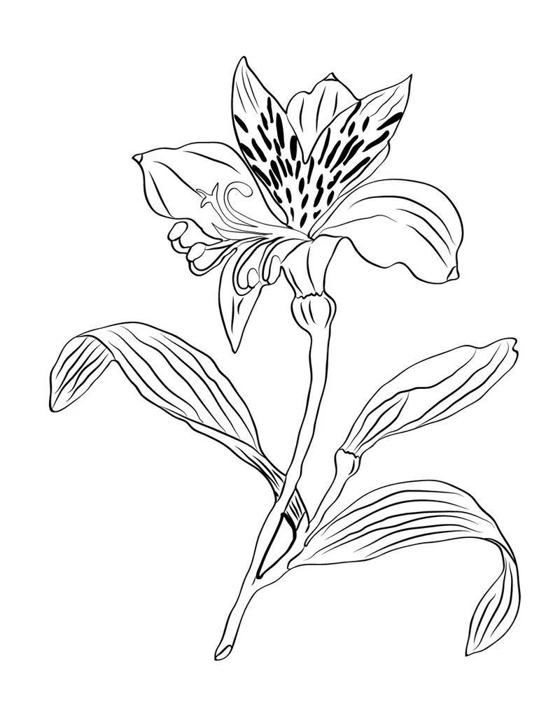 Nét vẽ nổi bật từ tranh tô màu hoa huệ đen trắng