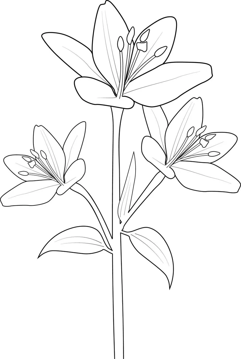 Bé sáng tạo cùng tranh vẽ hoa huệ chưa tô màu