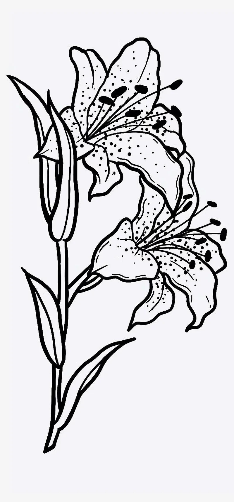 Thỏa sức sáng tạo với mẫu hoa huệ tô màu