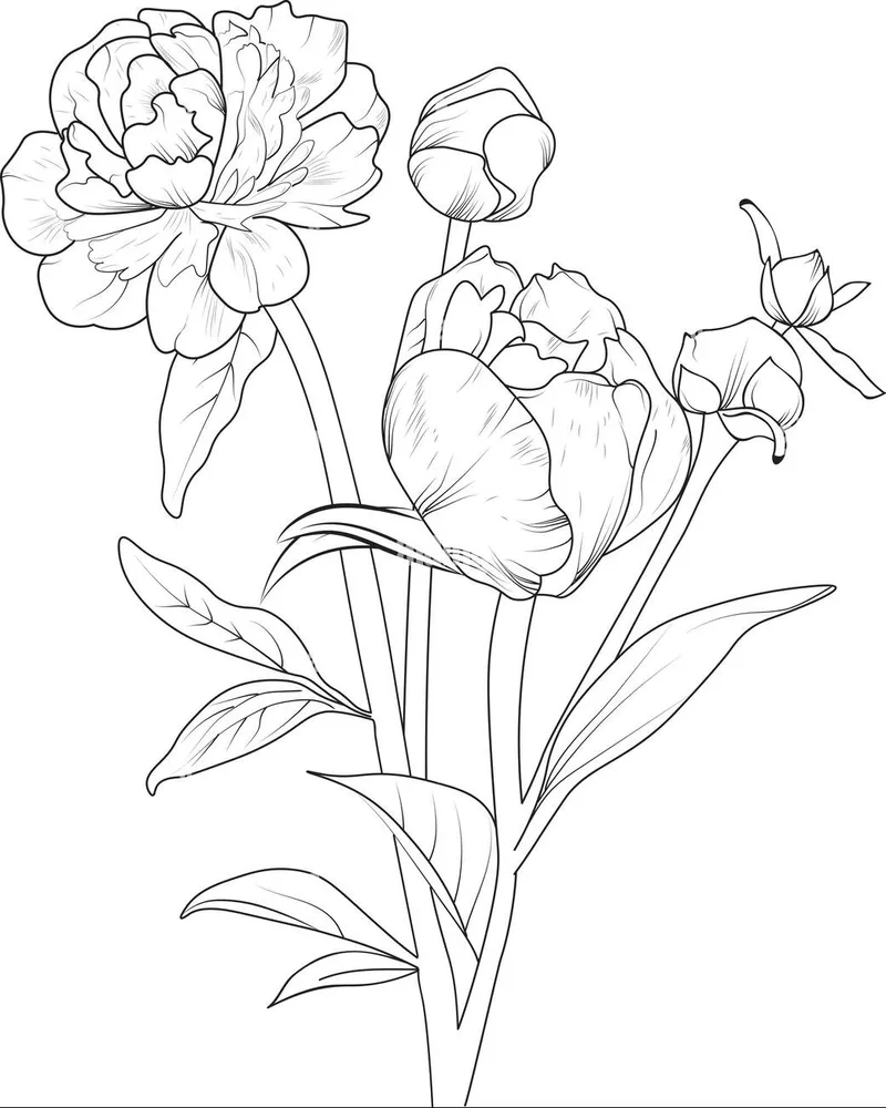 Khám phá sắc màu với tranh tô màu hoa mẫu đơn đen trắng