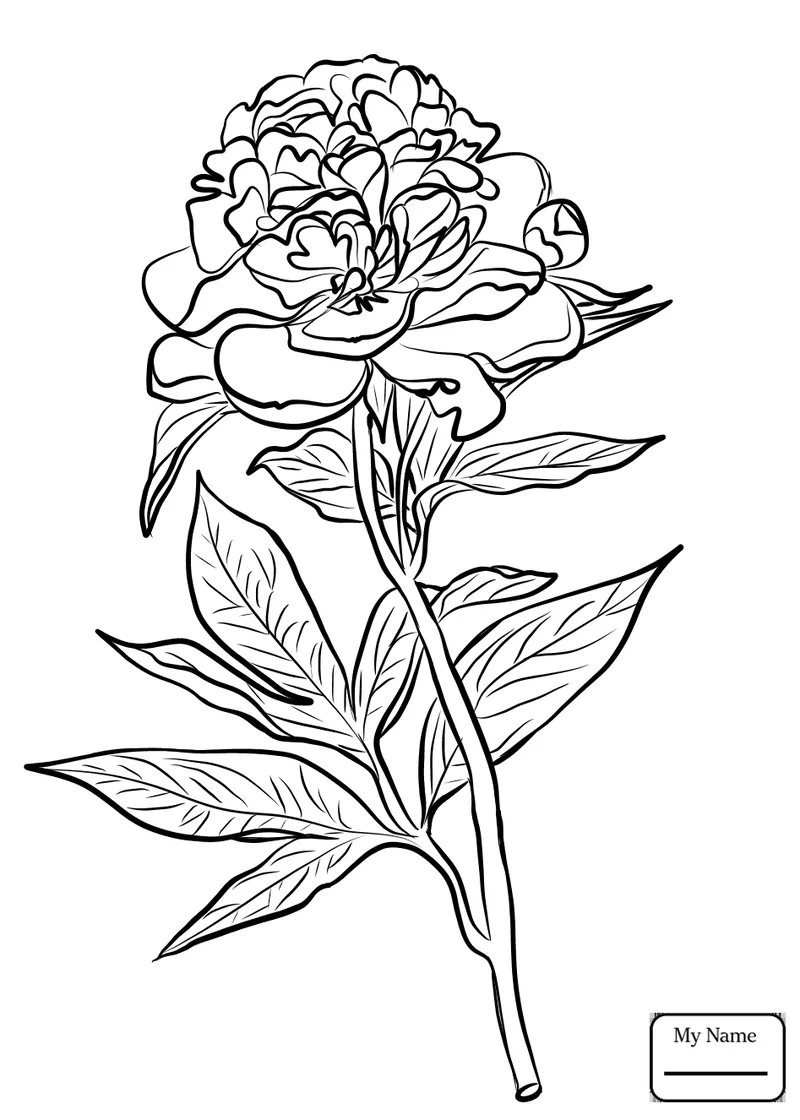 In tiện lợi cho bé với tranh tô màu hoa mẫu đơn dễ in