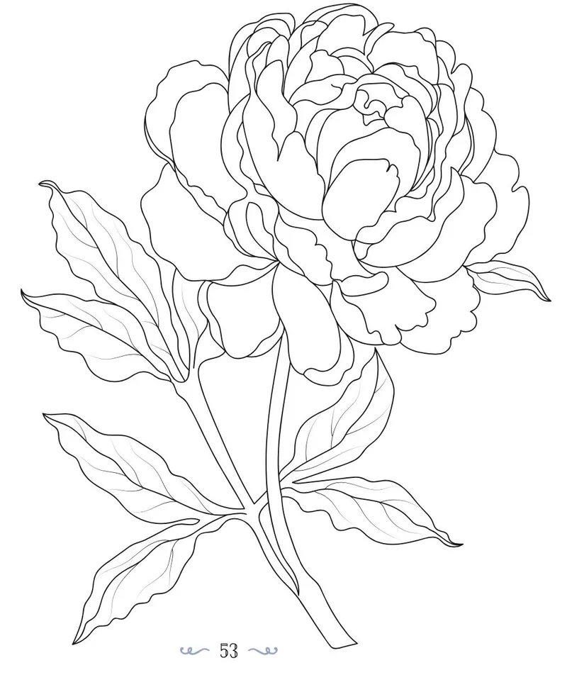 Tranh tô màu hoa mẫu đơn là gì và vì sao nổi bật