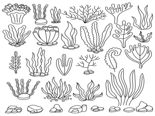 Tranh tô màu rong biển đẹp giúp bé khám phá đại dương